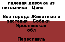 палевая девочка из питомника › Цена ­ 40 000 - Все города Животные и растения » Собаки   . Ярославская обл.,Переславль-Залесский г.
